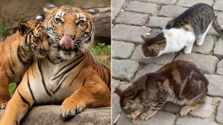 Illustration for article titled Cats vs. Dogs Tournament: Polls Open Now